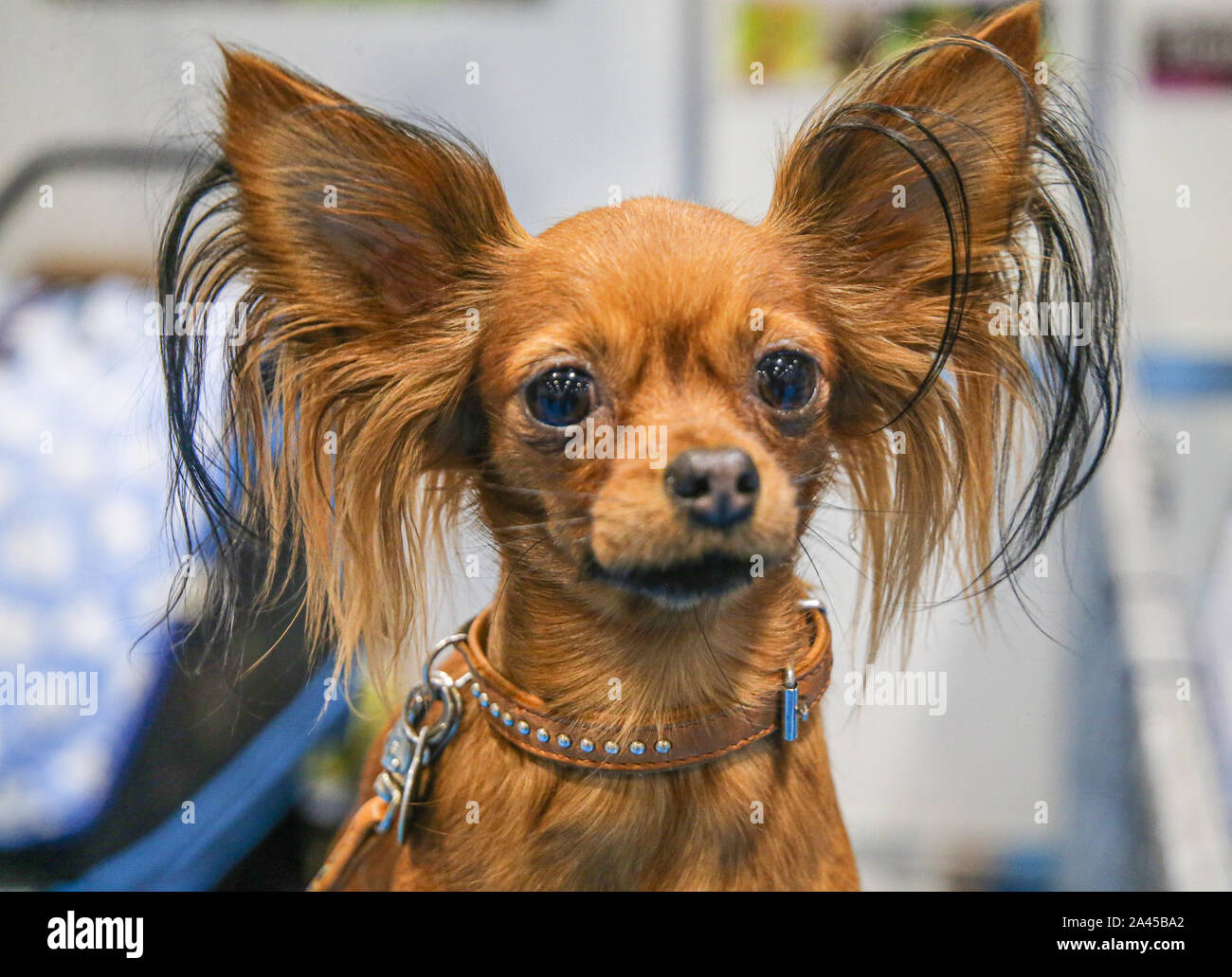 London, Großbritannien. 12 Okt, 2019. Entdecken sie Hunde London Excel, mit über 200 verschiedenen Rassen von Hunden, zum von zu wählen, der Kennel Club eifrig an einem Hund erwartete Show für die, die interessiert, ist die perfekte Chance, genau zu wissen, welche Hunde eignet sich für Ihre Bedürfnisse, die mehr Familie freundlich und diejenigen, die gerne kuscheln und Entspannen und diejenigen, die Übung benötigen. Credit: Paul Quezada-Neiman/Alamy leben Nachrichten Stockfoto