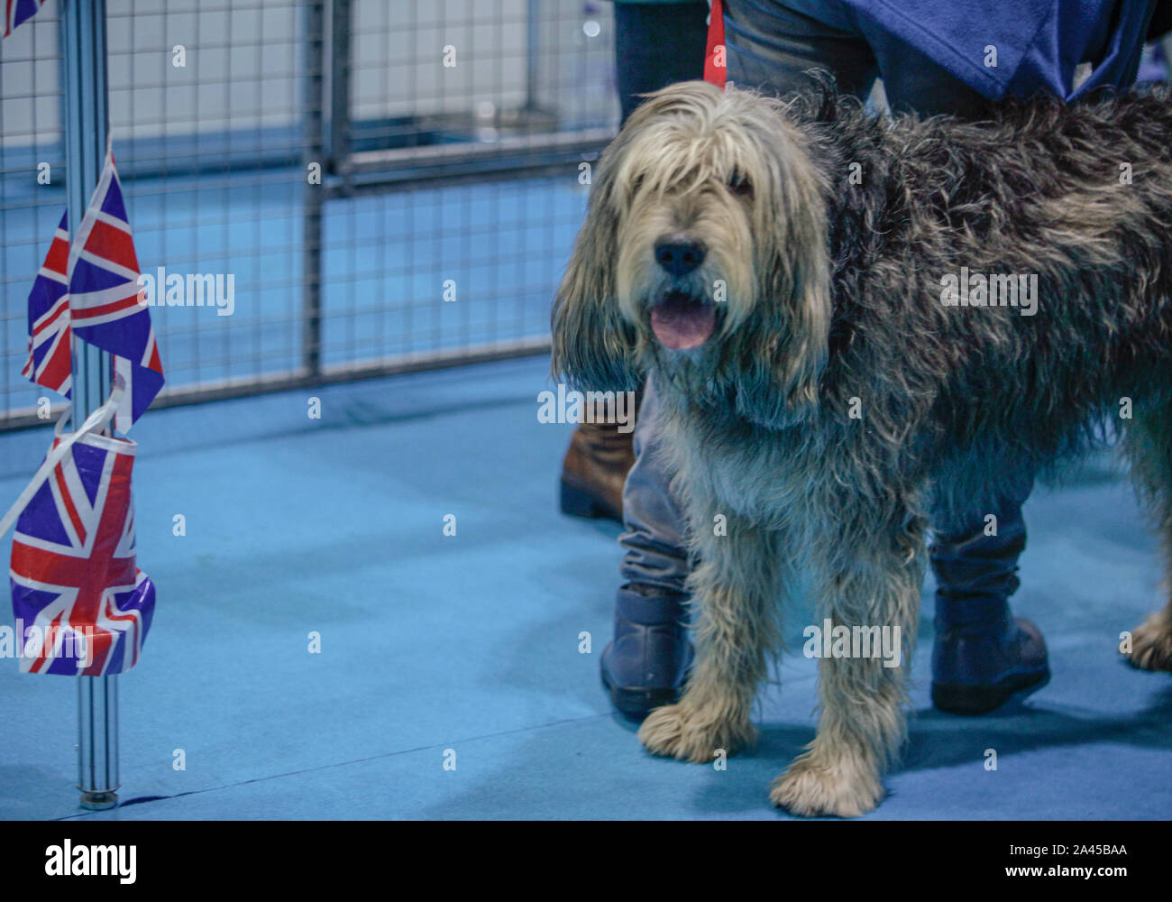 London, Großbritannien. 12 Okt, 2019. Entdecken sie Hunde London Excel, mit über 200 verschiedenen Rassen von Hunden, zum von zu wählen, der Kennel Club eifrig an einem Hund erwartete Show für die, die interessiert, ist die perfekte Chance, genau zu wissen, welche Hunde eignet sich für Ihre Bedürfnisse, die mehr Familie freundlich und diejenigen, die gerne kuscheln und Entspannen und diejenigen, die Übung Kredit benötigen: Paul Quezada-Neiman/Alamy leben Nachrichten Stockfoto