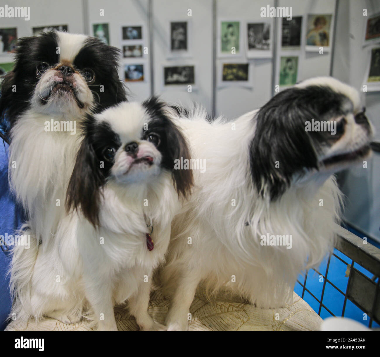London, Großbritannien. 12 Okt, 2019. Entdecken sie Hunde London Excel, mit über 200 verschiedenen Rassen von Hunden, zum von zu wählen, der Kennel Club eifrig an einem Hund erwartete Show für die, die interessiert, ist die perfekte Chance, genau zu wissen, welche Hunde eignet sich für Ihre Bedürfnisse, die mehr Familie freundlich und diejenigen, die gerne kuscheln und Entspannen und diejenigen, die Übung benötigen. Credit: Paul Quezada-Neiman/Alamy leben Nachrichten Stockfoto