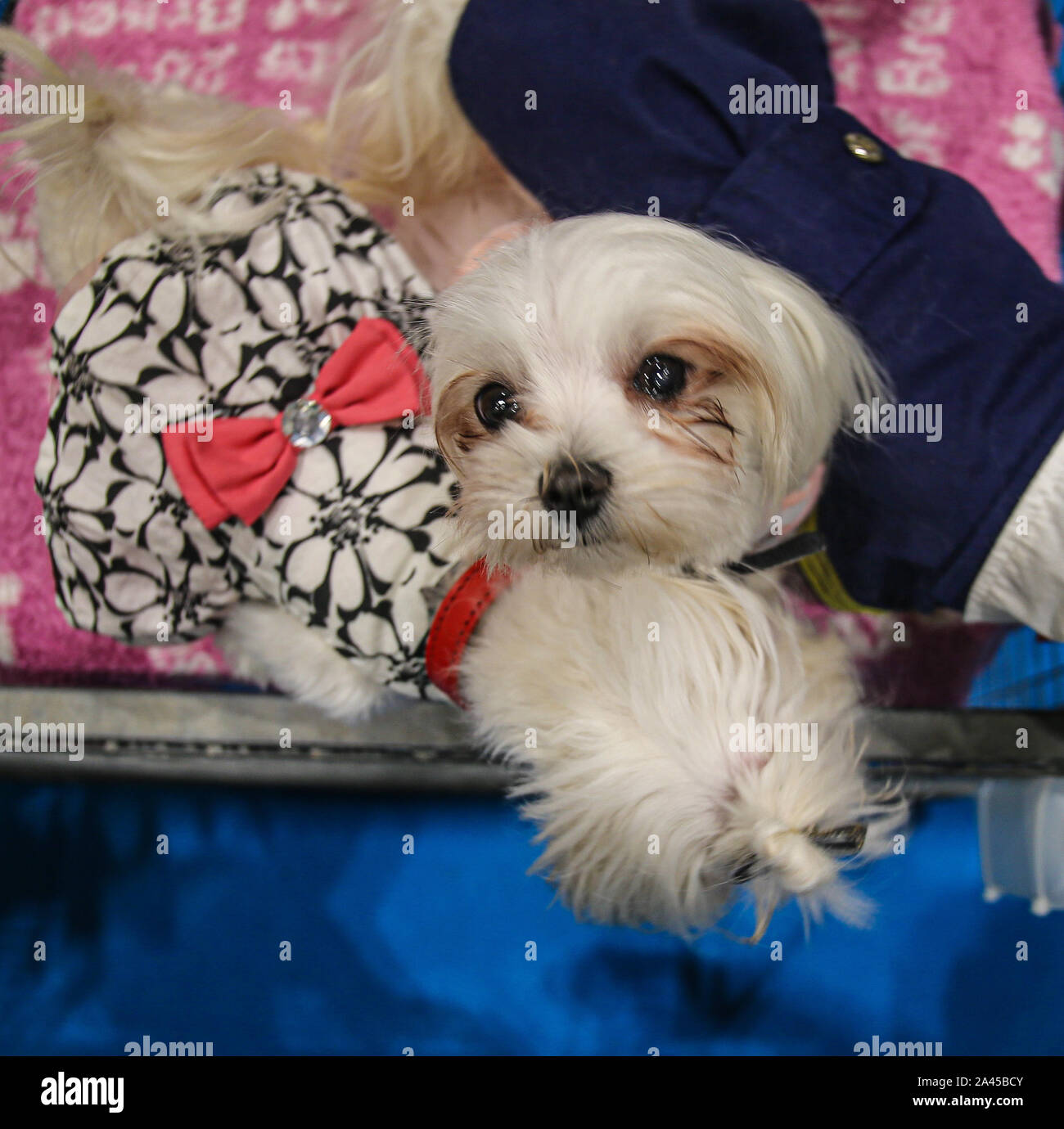 London, Großbritannien. 12 Okt, 2019. Entdecken sie Hunde London Excel, mit über 200 verschiedenen Rassen von Hunden, zum von zu wählen, der Kennel Club eifrig an einem Hund erwartete Show für die, die interessiert, ist die perfekte Chance, genau zu wissen, welche Hunde eignet sich für Ihre Bedürfnisse, die mehr Familie freundlich und diejenigen, die gerne kuscheln und Entspannen und diejenigen, die Übung benötigen. Credit: Paul Quezada-Neiman/Alamy leben Nachrichten Stockfoto