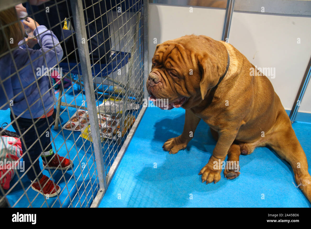 London, Großbritannien. 12 Okt, 2019. Entdecken sie Hunde London Excel, mit über 200 verschiedenen Rassen von Hunden, zum von zu wählen, der Kennel Club eifrig an einem Hund erwartete Show für die, die interessiert, ist die perfekte Chance, genau zu wissen, welche Hunde eignet sich für Ihre Bedürfnisse, die mehr Familie freundlich und diejenigen, die gerne kuscheln und Entspannen und diejenigen, die Übung Kredit benötigen: Paul Quezada-Neiman/Alamy leben Nachrichten Stockfoto