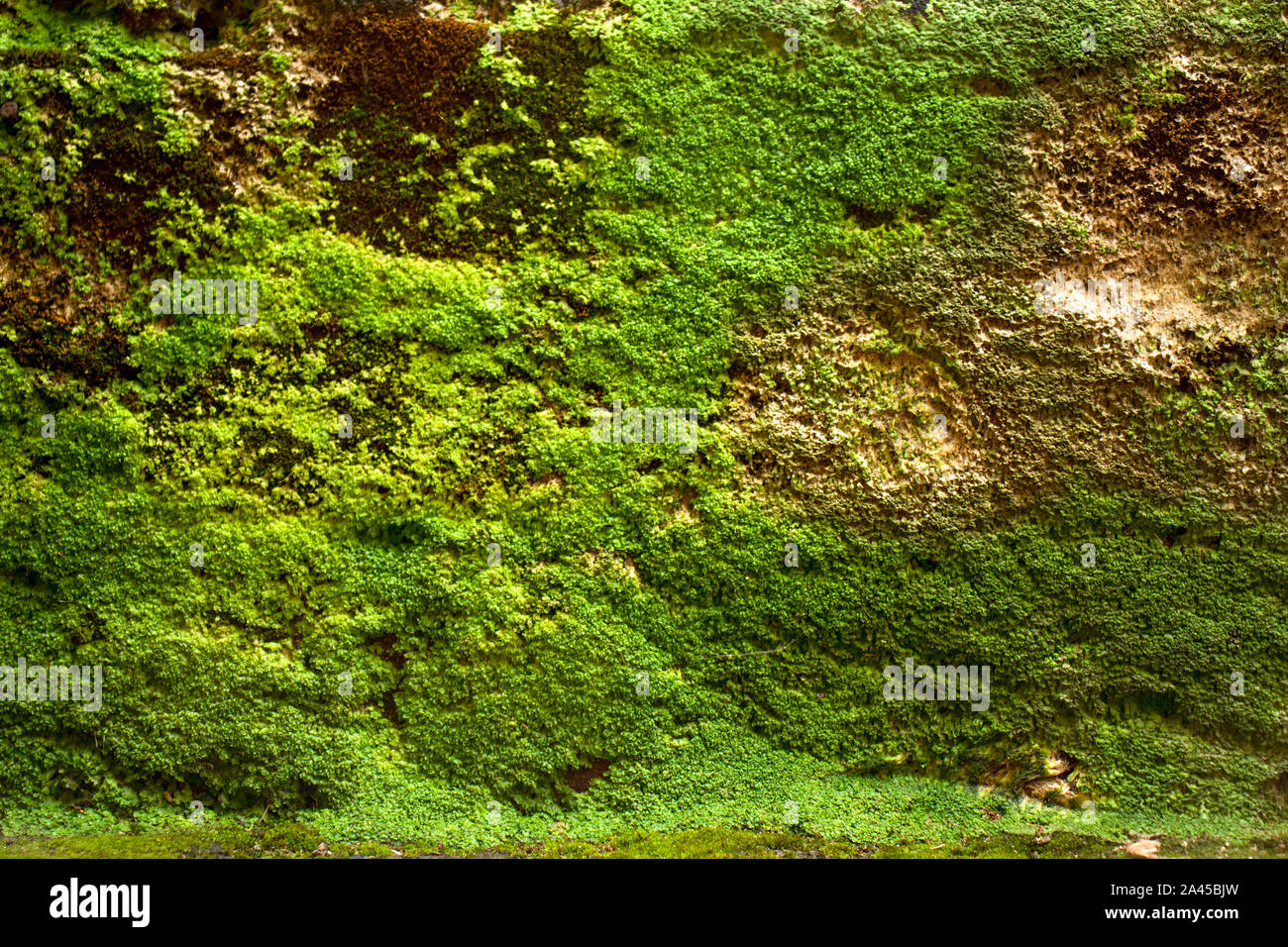 Moss Hintergrund, Grün, Moos Textur in Wand Stockfoto