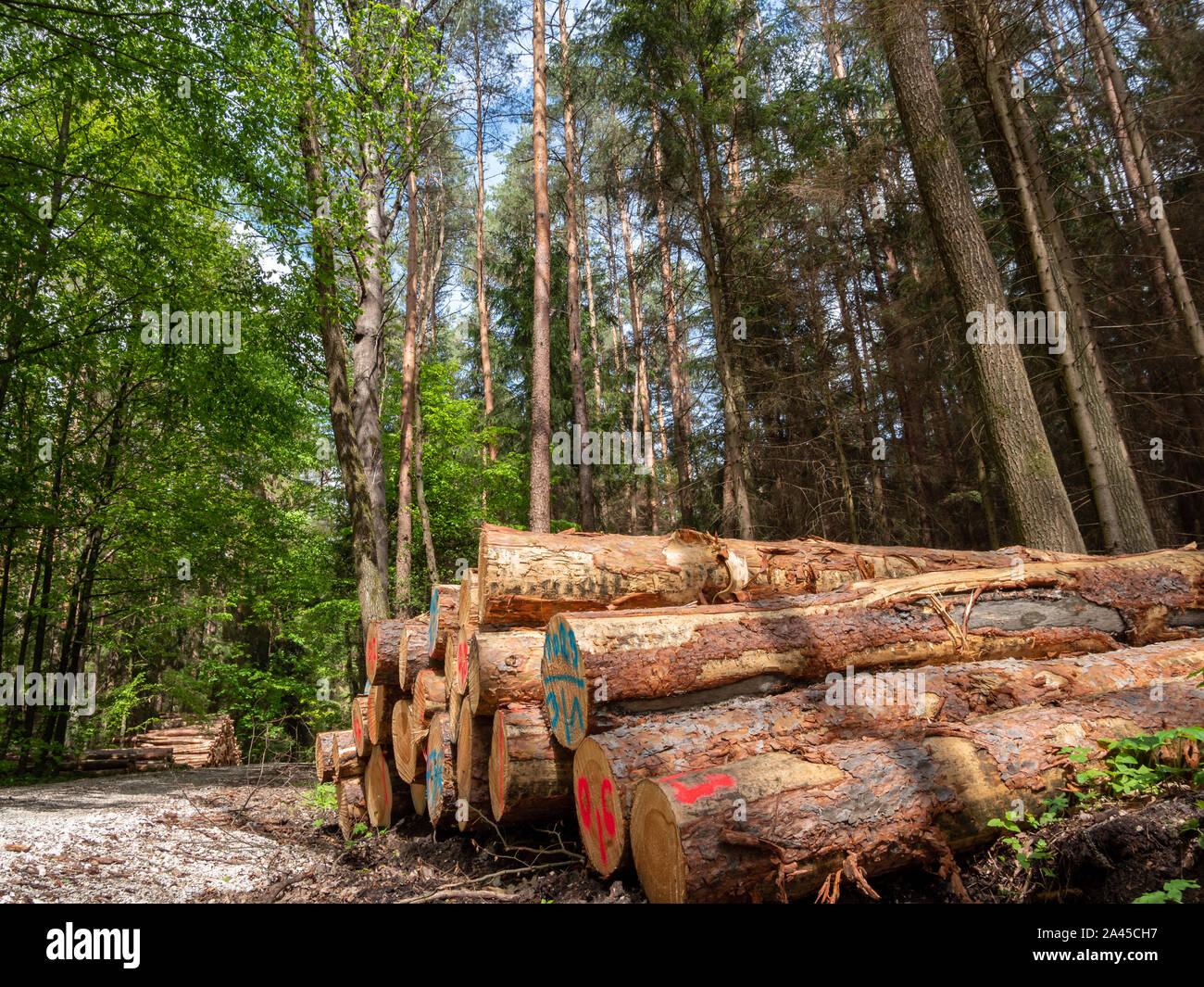 Frisch geschnittenen Sie Baumstämmen aufgestapelt Stockfoto