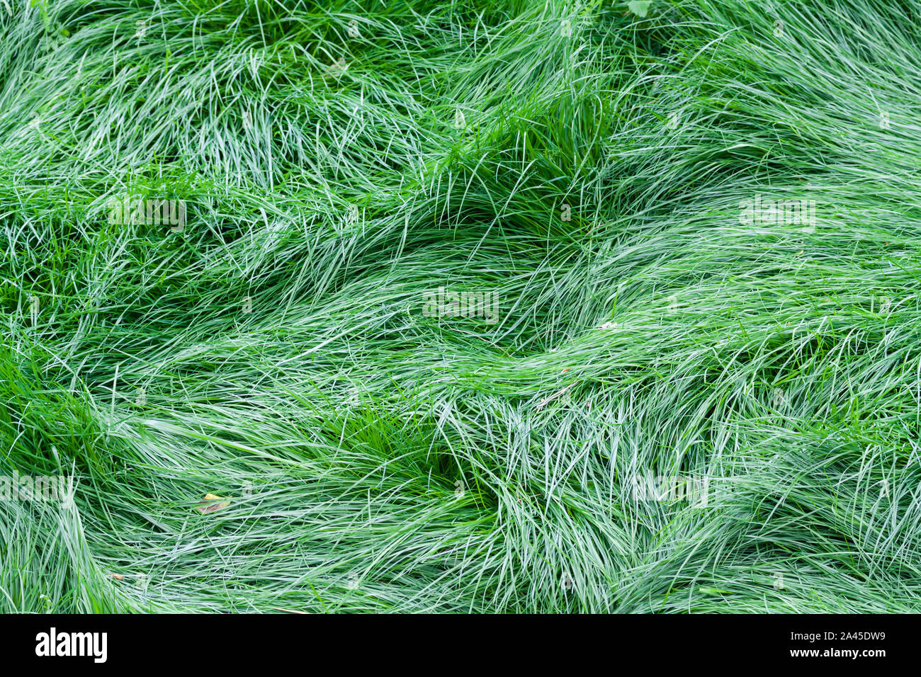 Grüne Gras in der wilden Natur im windigen Wetter Stockfoto