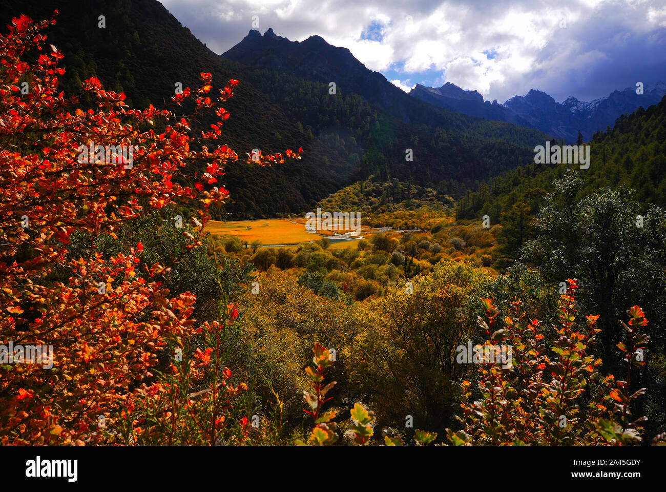 Herbst weint Daocheng Yading in Gelb und Rot in der tibetischen autonomen Präfektur Garze, Süd-westen der chinesischen Provinz Sichuan, 2. September 2019. Stockfoto