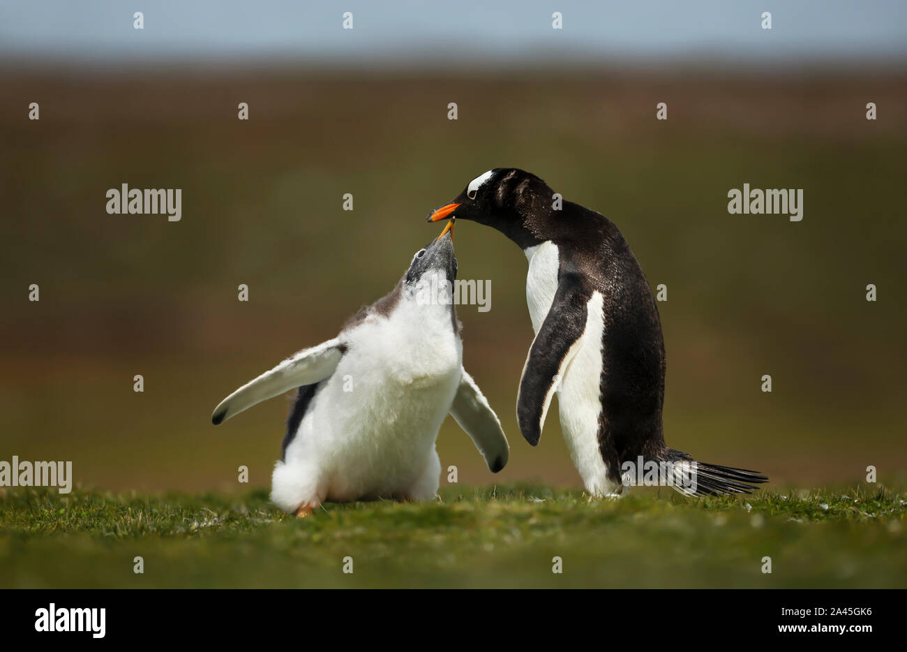 Nahaufnahme eines Gentoo Pinguin Küken bitten um Essen, Falkland Inseln. Stockfoto