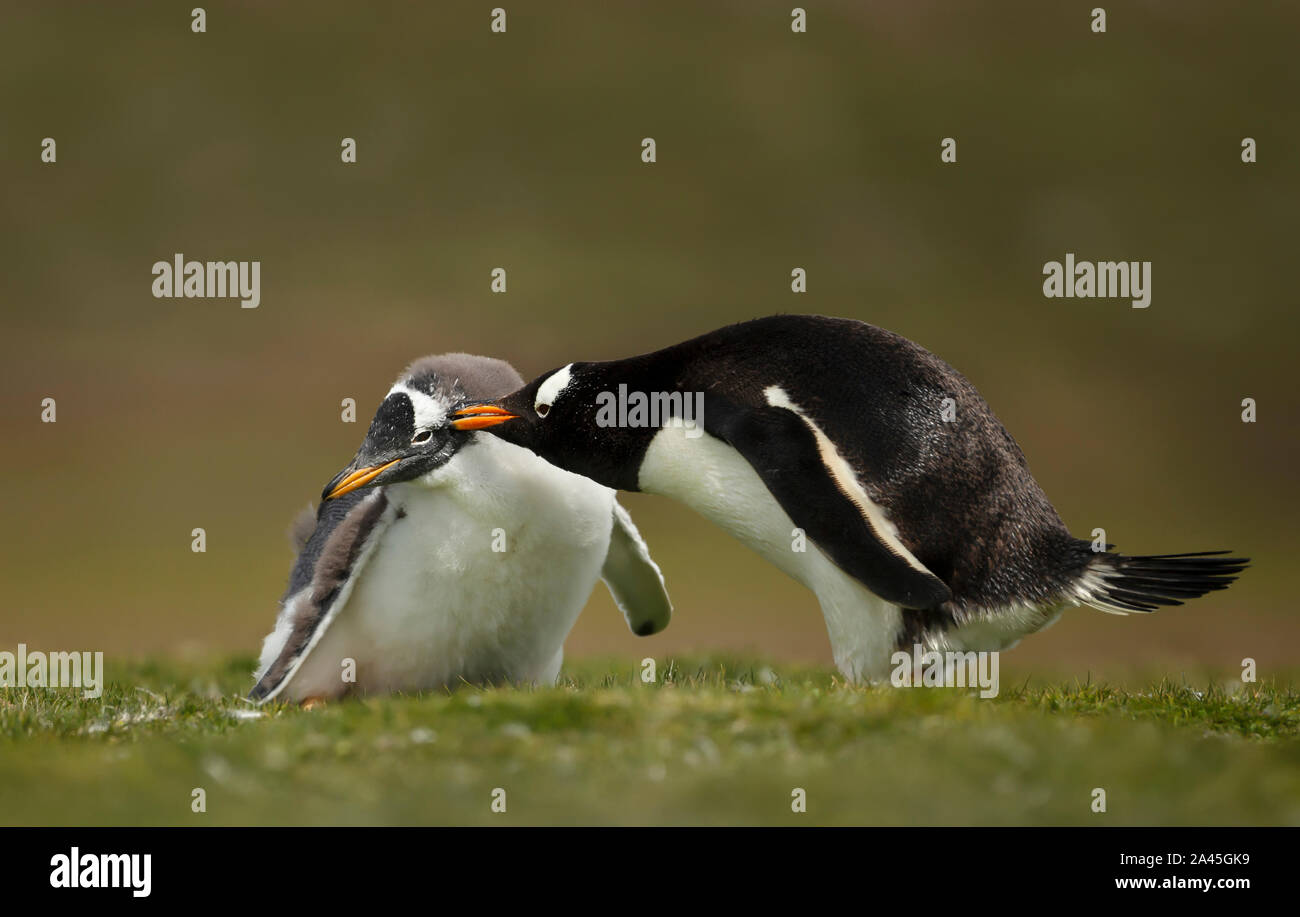 Nahaufnahme eines erwachsenen Gentoo Pinguin picken ein Küken, Falkland Inseln. Stockfoto