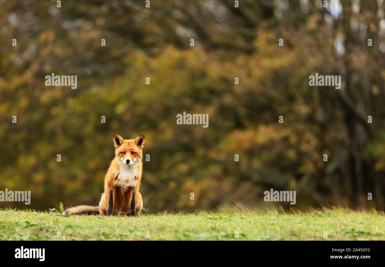 Nahaufnahme eines Red Fox (Vulpes vulpes) im Gras. Stockfoto