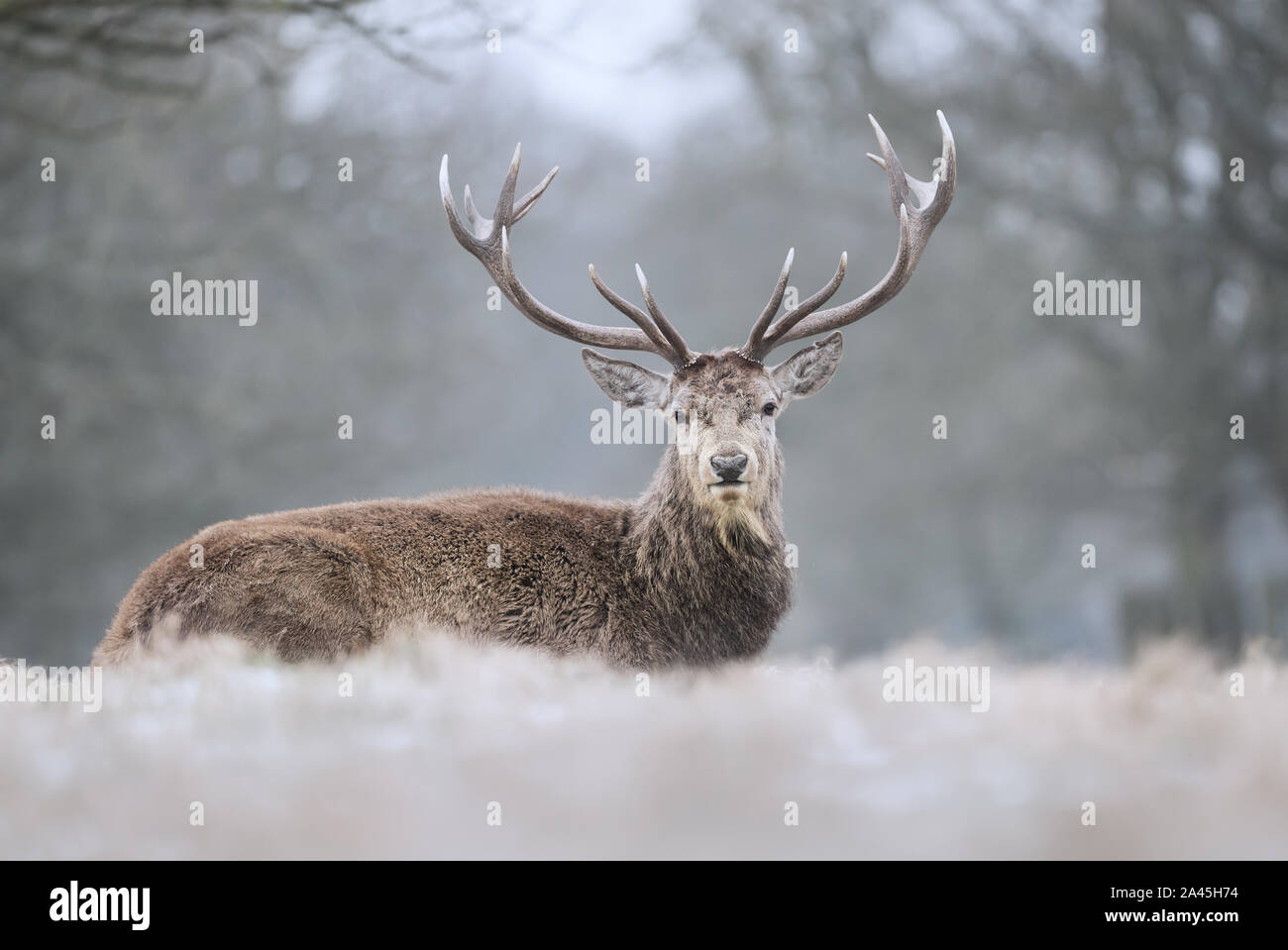 In der Nähe des Red Deer stag im Winter, UK. Stockfoto