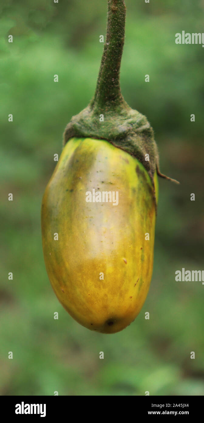 Gelbe Auberginen auf den Baum im Garten Stockfoto