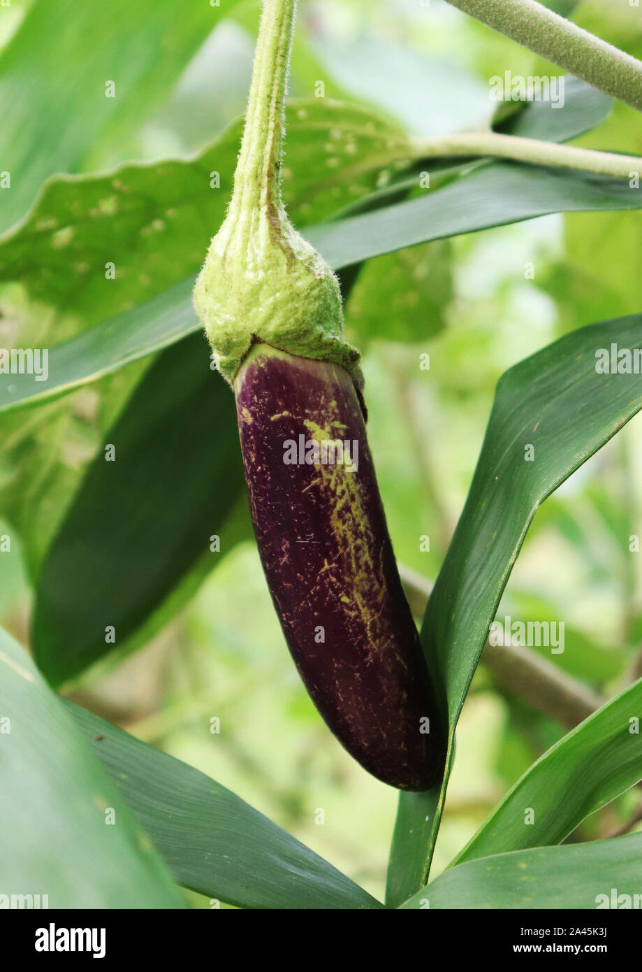 Aubergine oder Auberginen auf den Baum im Garten Stockfoto