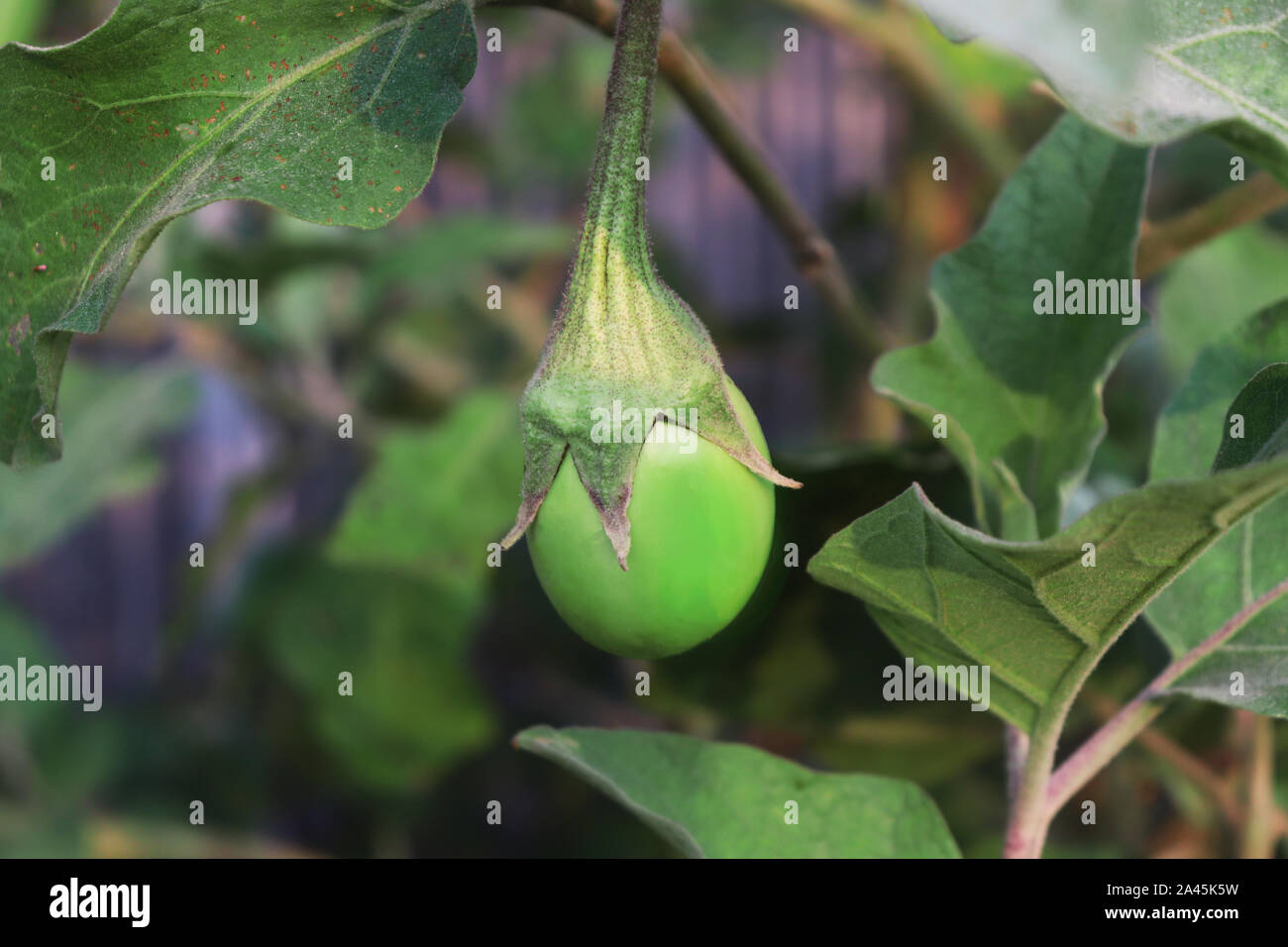 Grün Aubergine oder Auberginen auf den Baum mit Blatt Stockfoto