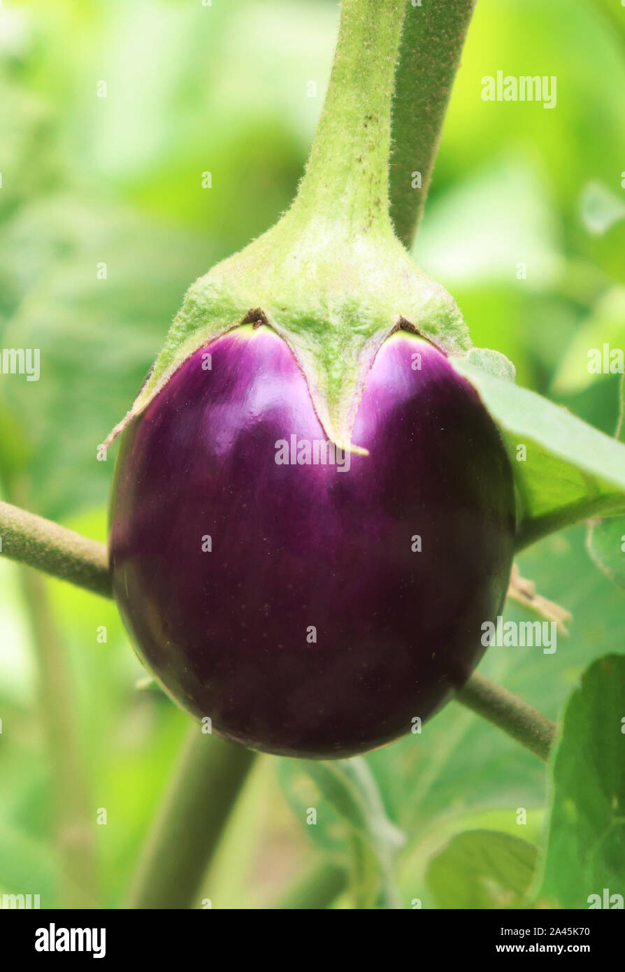 Violett Aubergine auf den Baum im Garten Stockfoto
