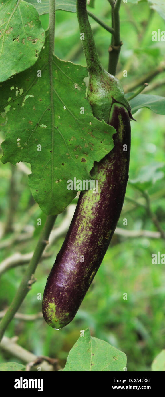 Violett Aubergine auf den Baum mit Blatt im Garten Stockfoto