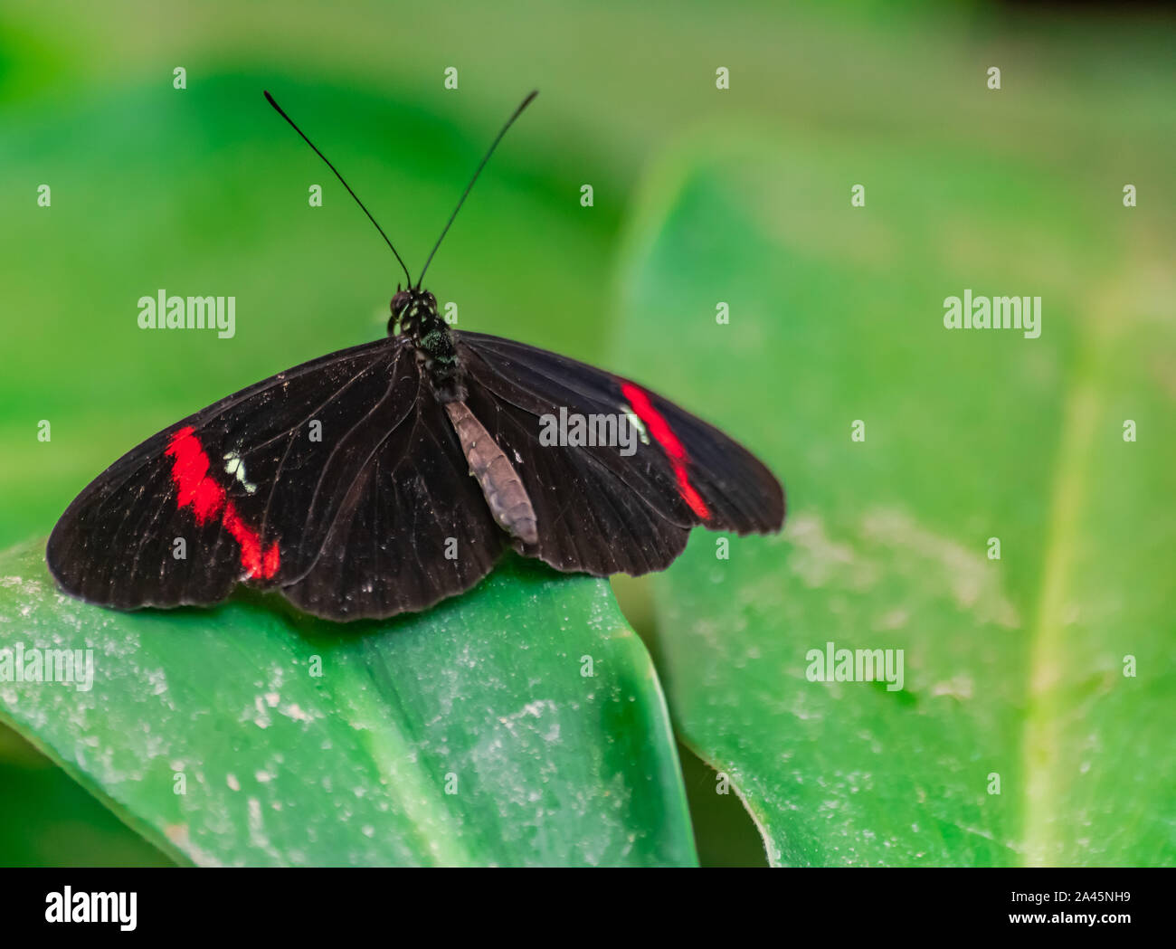 Heliconius erato, die roten Briefträger Schmetterling, mit offenen Flügeln, ruht auf einem grünen Blatt Stockfoto