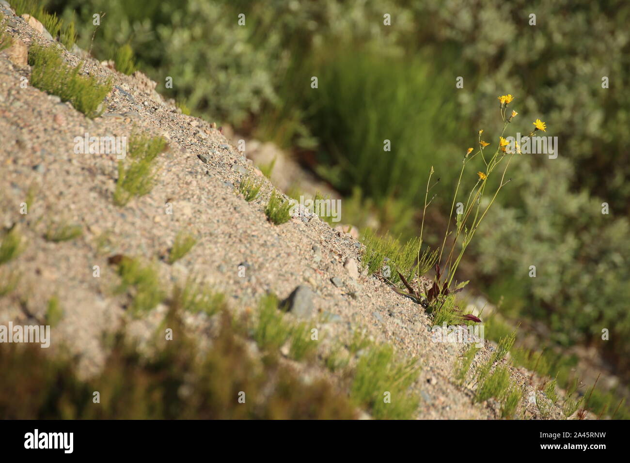 Konzeptionelle diagonal geschossen von Hieracium maculatum, die gefleckte Habichtskraut. Stockfoto