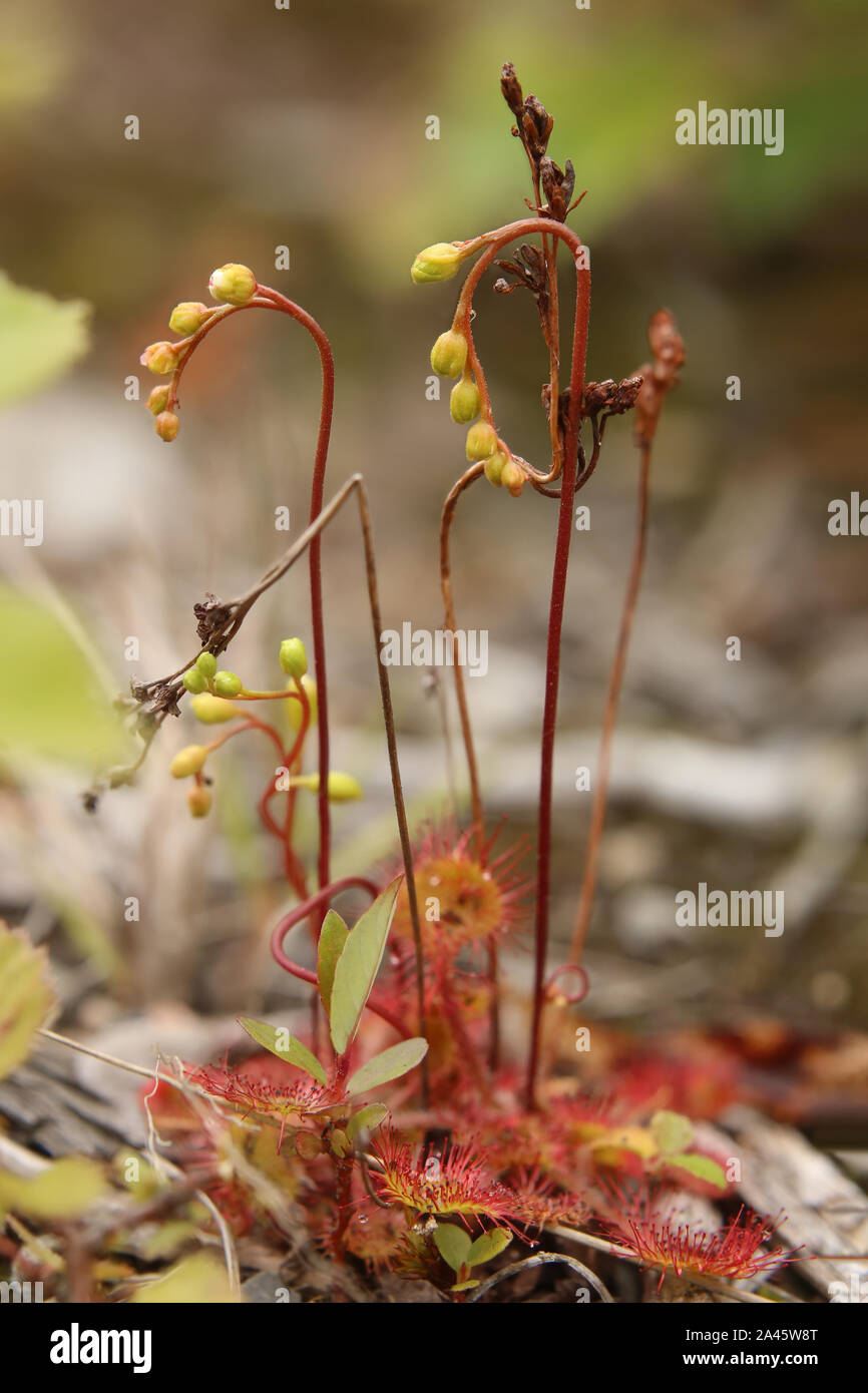 Drosera rotundifolia, die Runden-leaved Sonnentau mit Knospen. Stockfoto