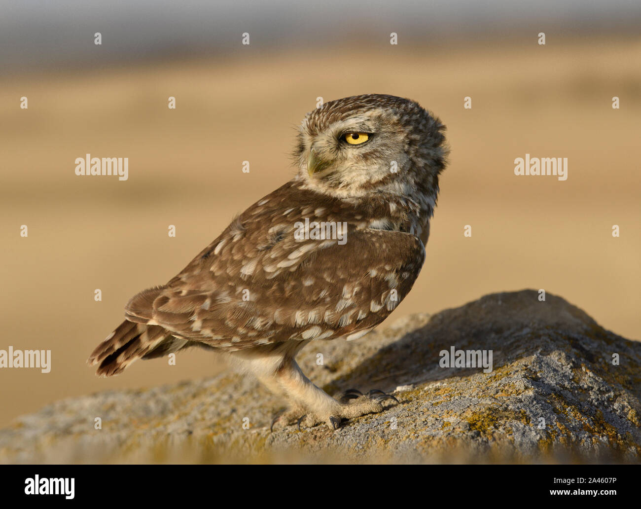 Steinkauz - Athene noctua Stockfoto