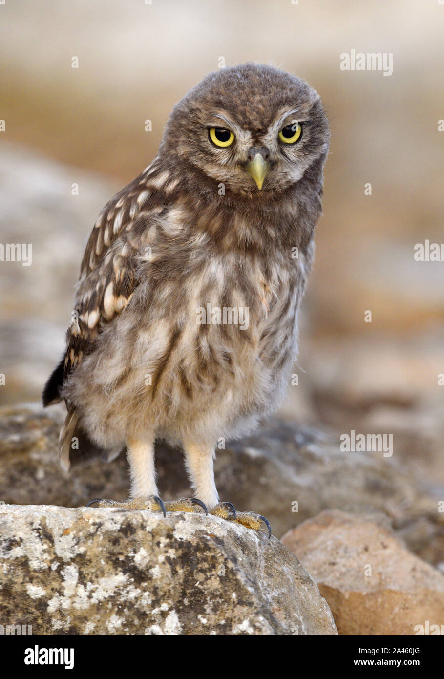 Steinkauz - Athene noctua Stockfoto