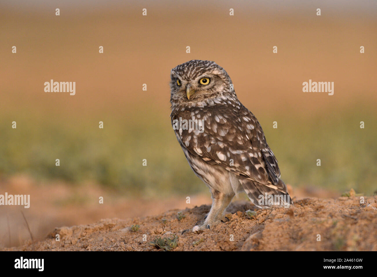 Steinkauz - Athene noctua Stockfoto