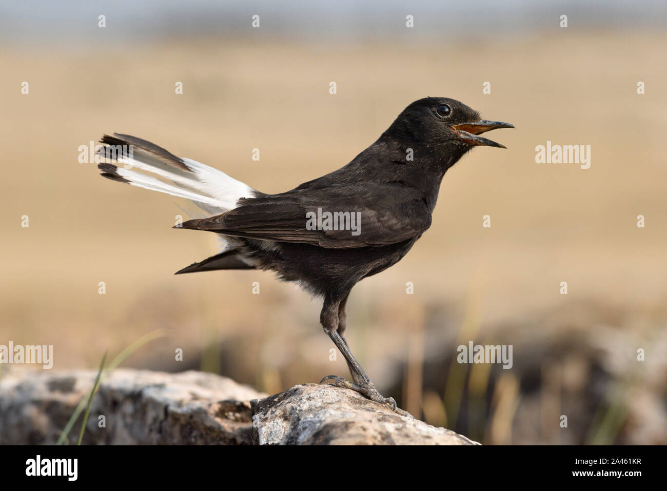 Schwarzen Steinschmätzer - Oenanthe leucura Stockfoto