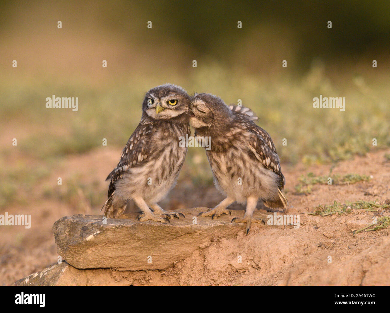 Steinkauz - Athene noctua Stockfoto