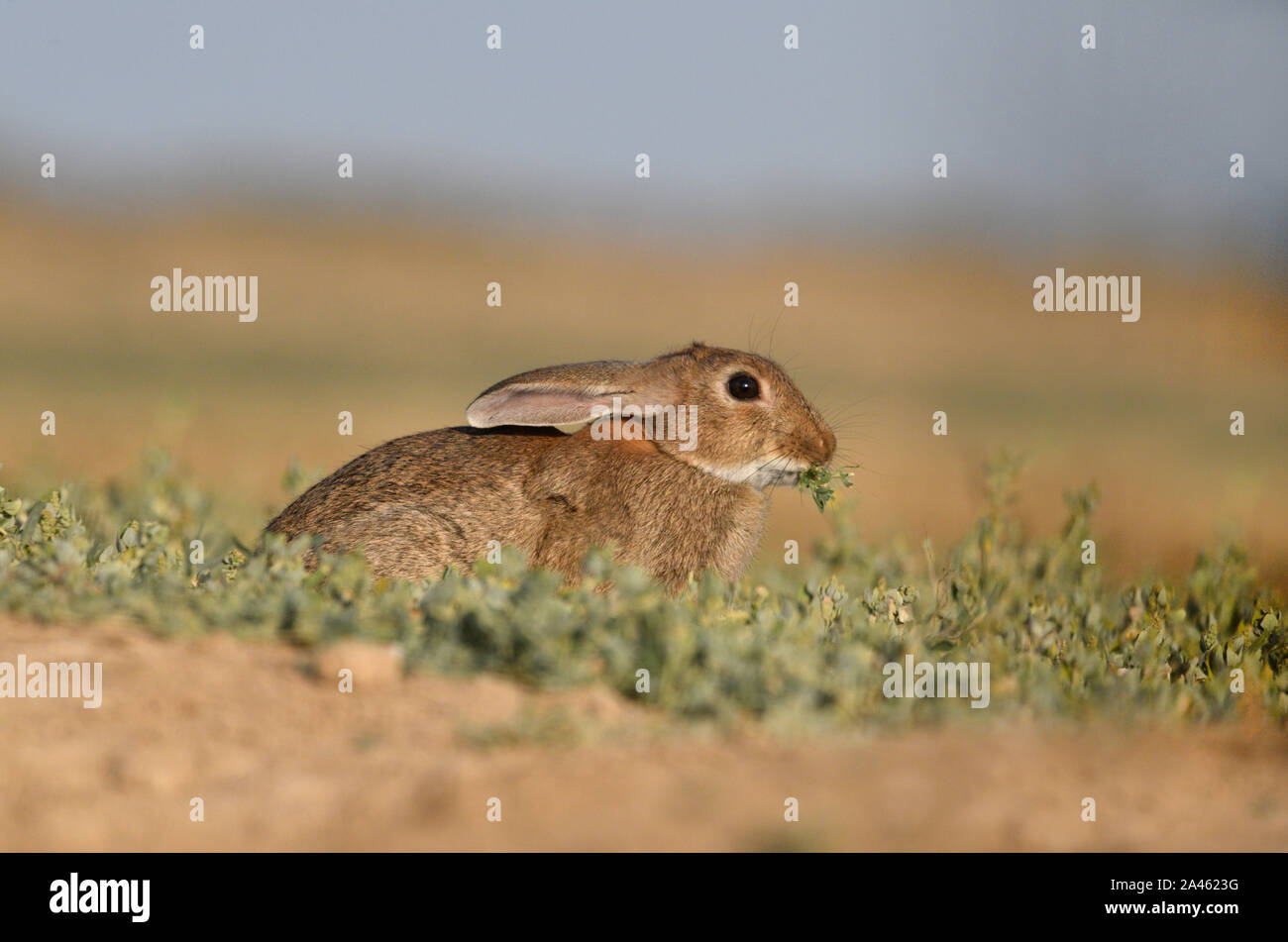 Kaninchen - Oryctolagus cuniculus Stockfoto