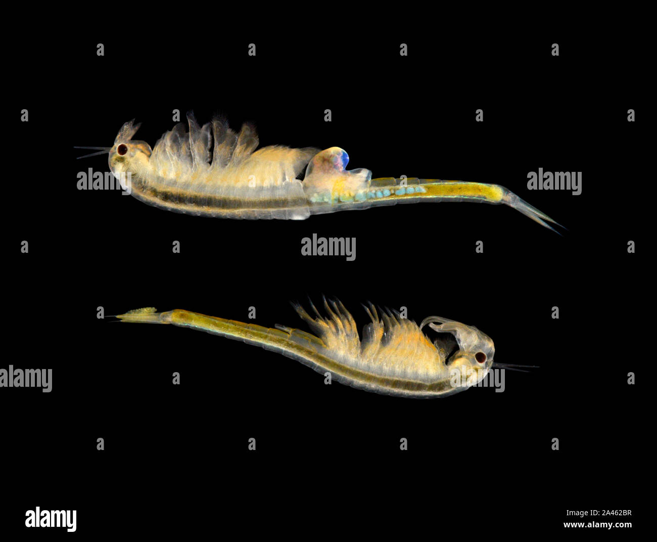 Eine Fee Garnelen Branchipus Schaefferi Weiblich Mannlich Unten Stockfotografie Alamy