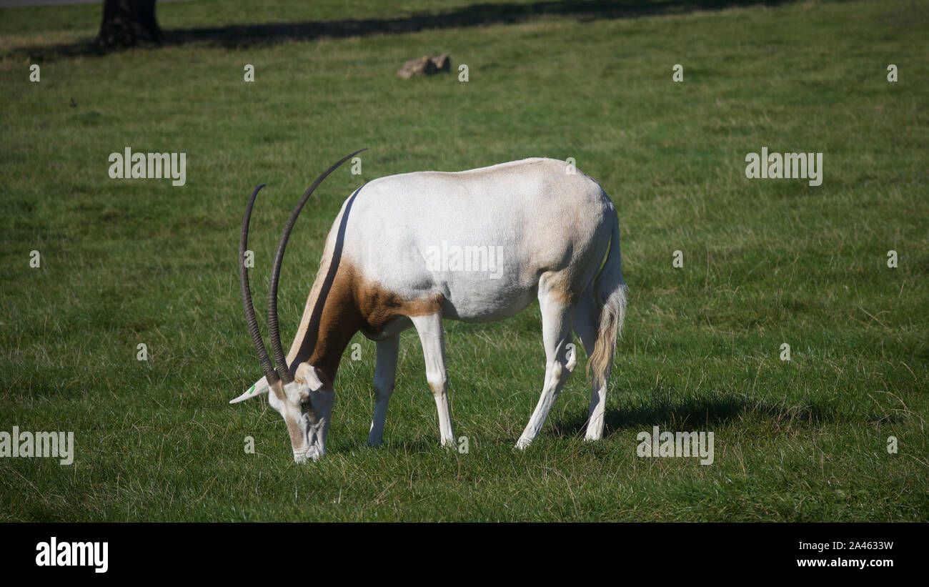 Horned Oryx Stockfoto