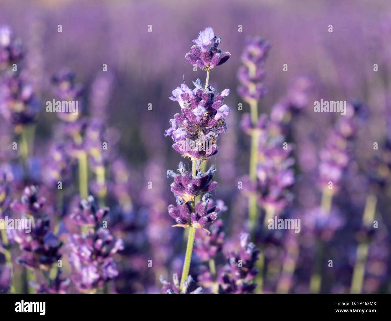 Lavendel Blume in voller Pracht Stockfoto