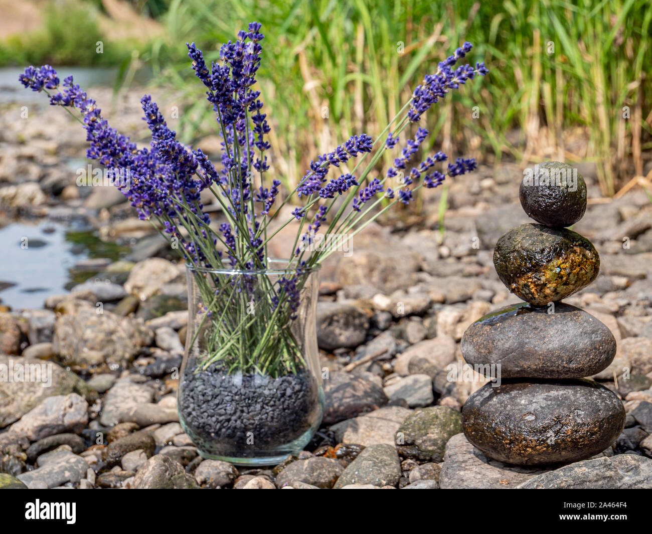 Lavendel mit Steinen im Gleichgewicht Stockfoto
