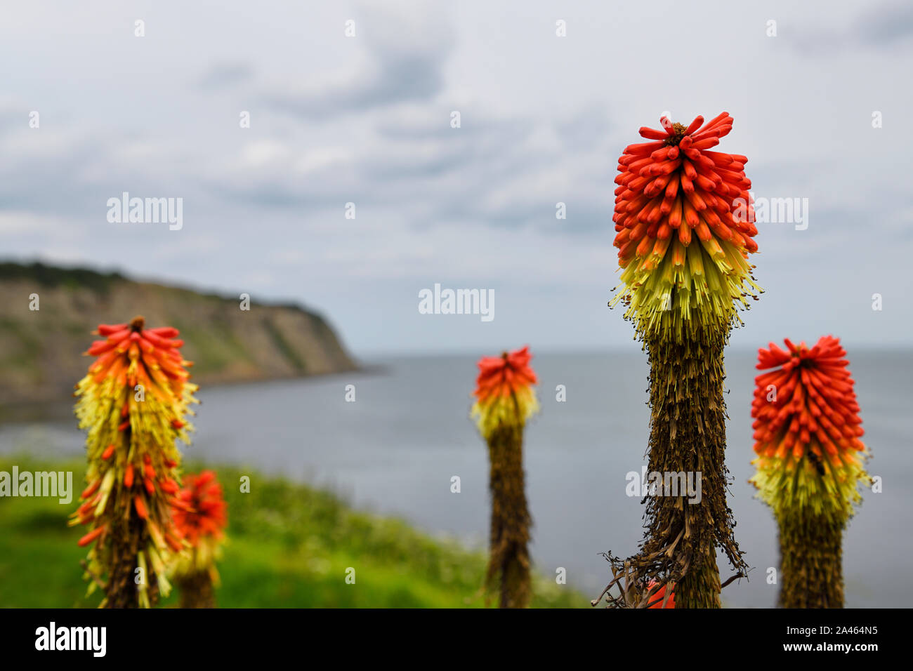 Red Hot Poker Pflanze Blumen an der Küste der Nordsee bei Robin Hood's Bay mit alten Lance Cliff North York Moors National Park England Stockfoto