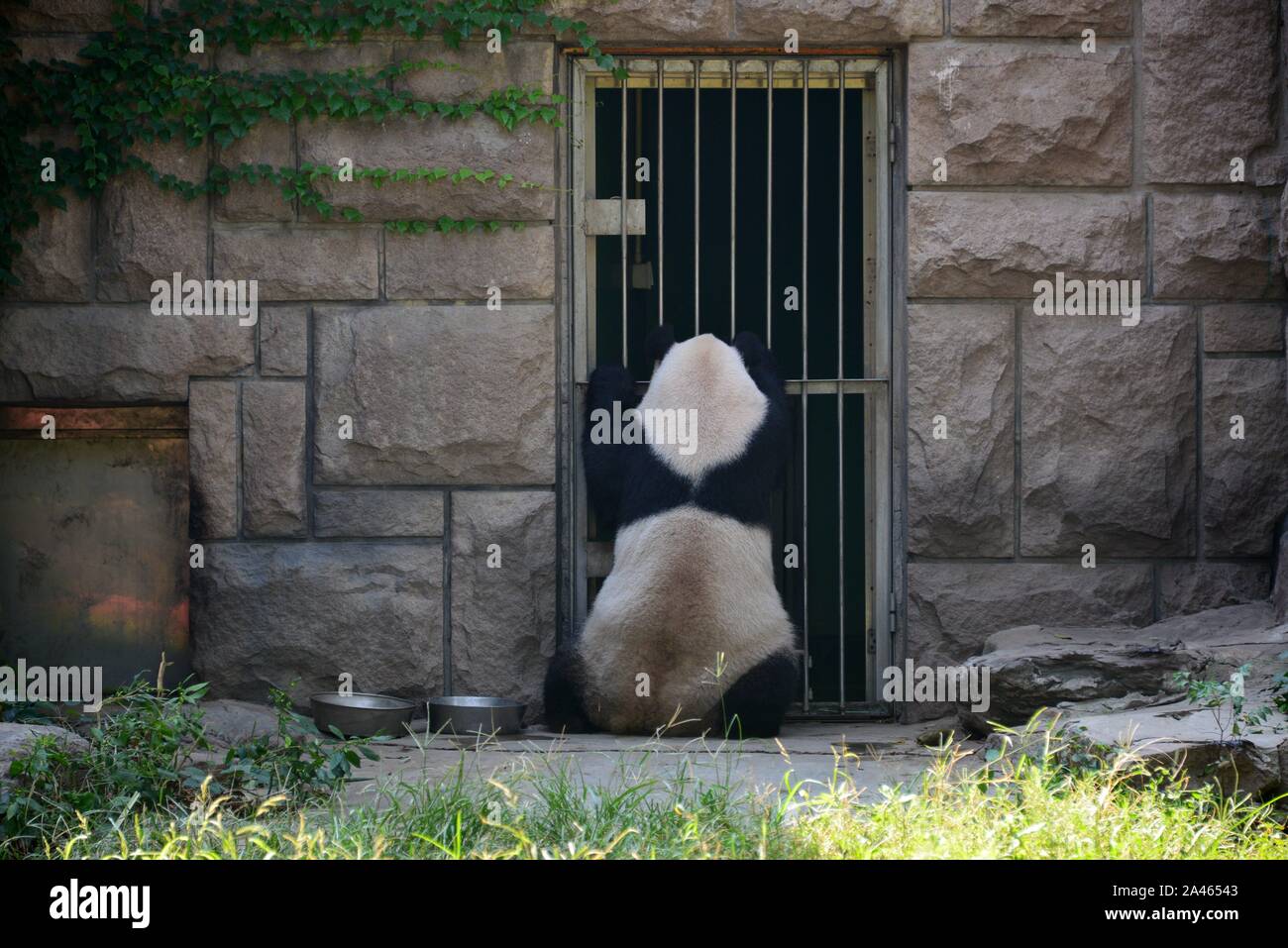 Eine hungrige Panda versucht das Tor während der Mahlzeit Zeit im Pekinger Zoo in Peking, China, 3. September 2019 zu brechen. Stockfoto