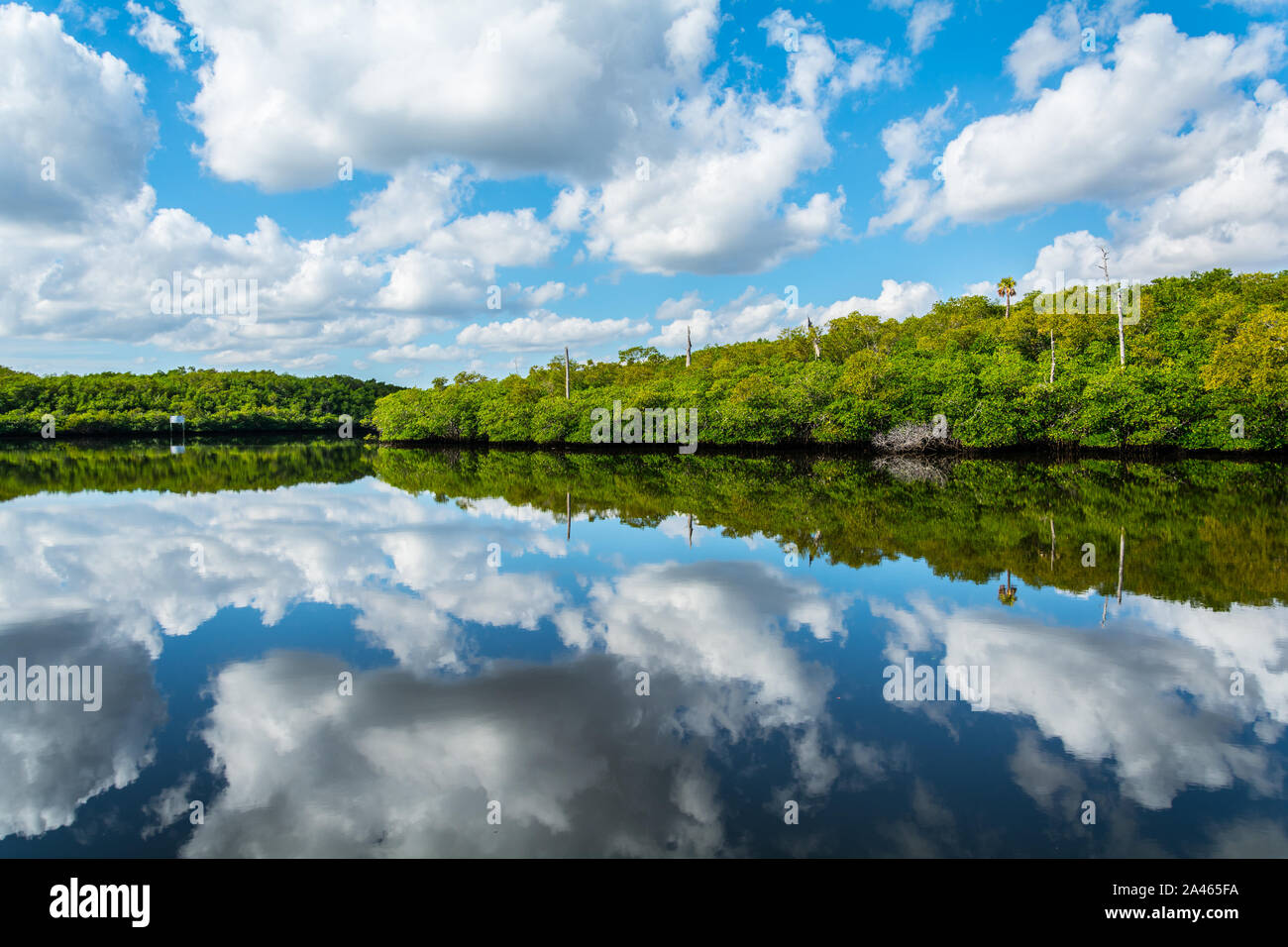 Natur Hintergrund von Bäumen und einem bewölkten Himmel in der loxahatchee River im Jonathan Dickinson State Park in Florida zu reflektieren. Stockfoto