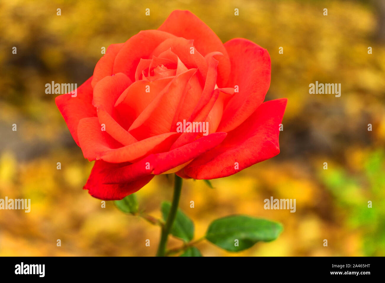 Scarlet Rose vor dem Hintergrund des gelben Laub. Herbst rose. Stockfoto