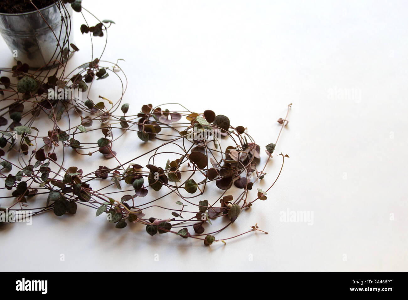 Сeropegia woodii Anlage trailing Vines auf weißem Hintergrund Stockfoto