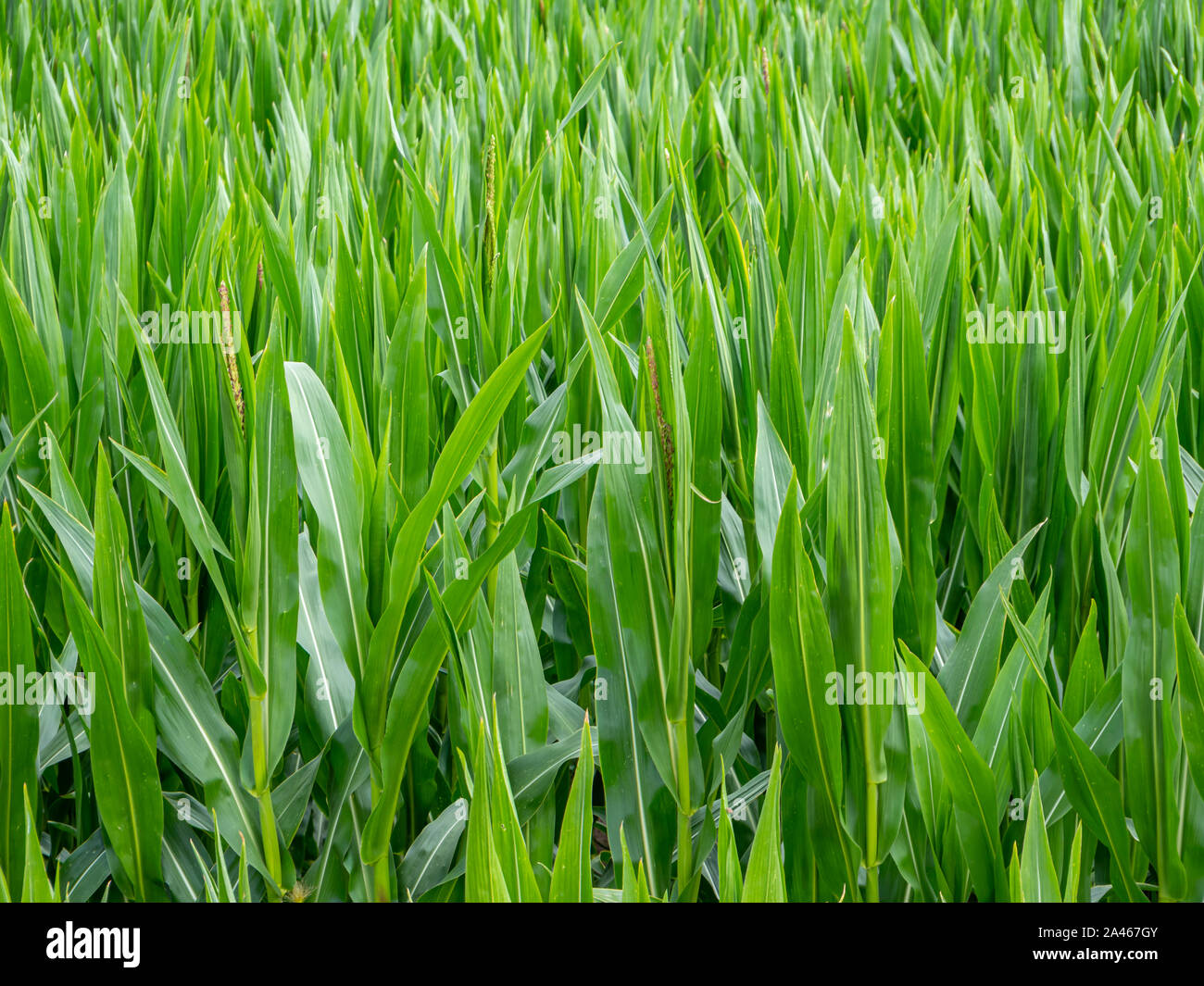 Grüner Mais Blätter auf einem Maisfeld Stockfoto