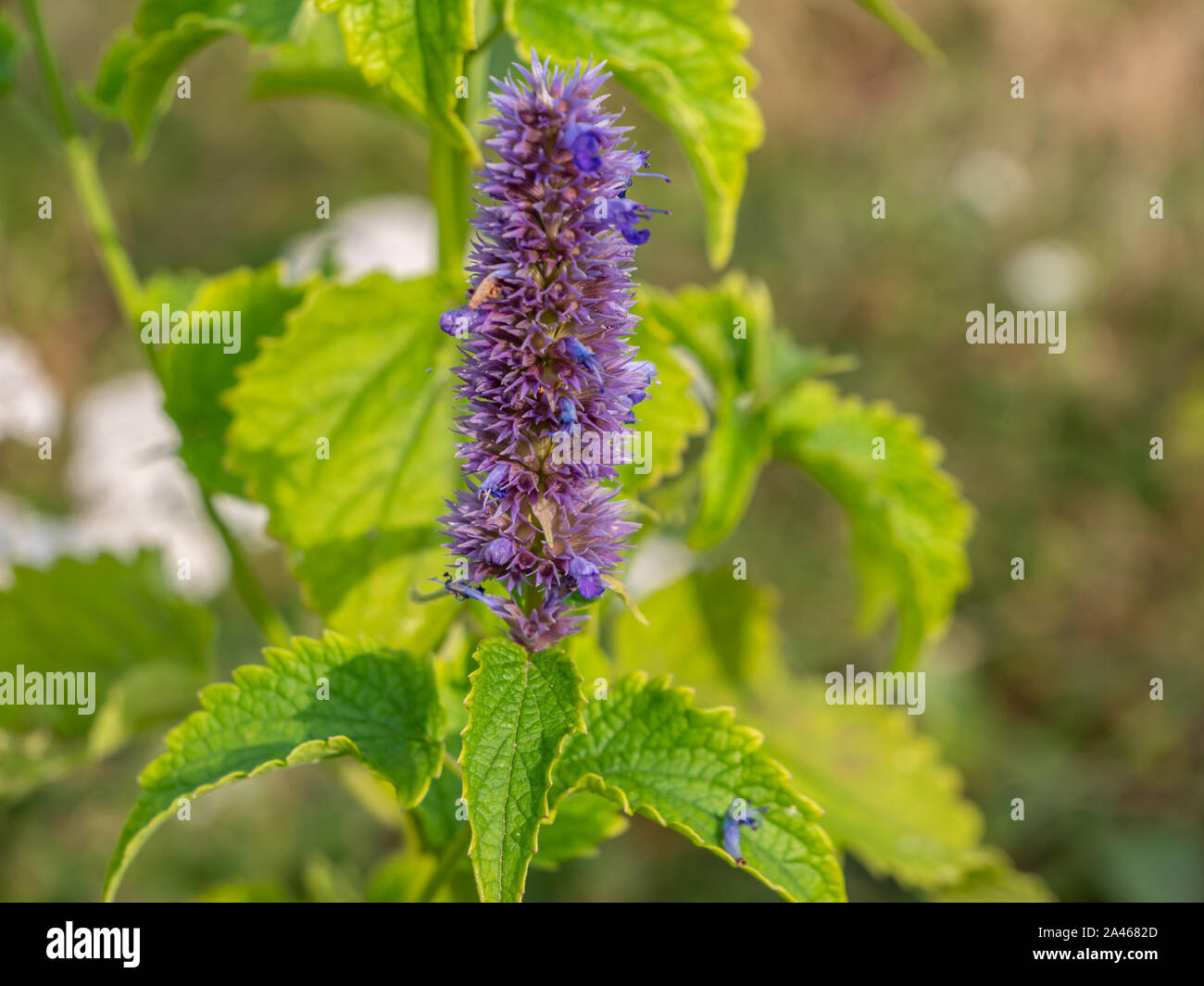Anis - brennnessel Agastache foeniculum Heilpflanze in der Blüte Stockfoto