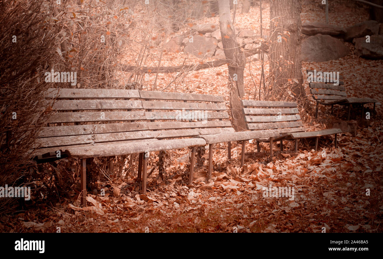 Alte, leere Bänke im Herbst Wald Stockfoto