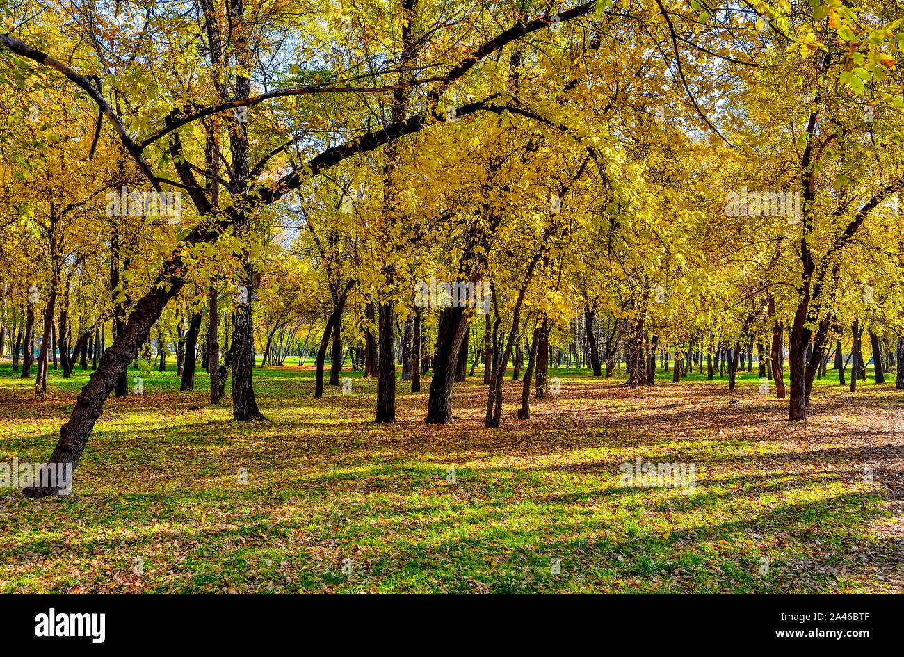 Oktober im City Park - farbenfrohe Herbst Landschaft mit bunten Herbstlaub an warmen und sonnigen Wetter. Schönheit der herbstlichen Natur Konzept Stockfoto