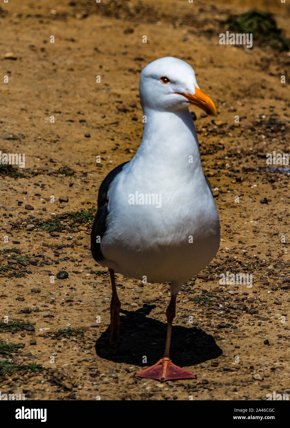 California-Möwe Stockfoto