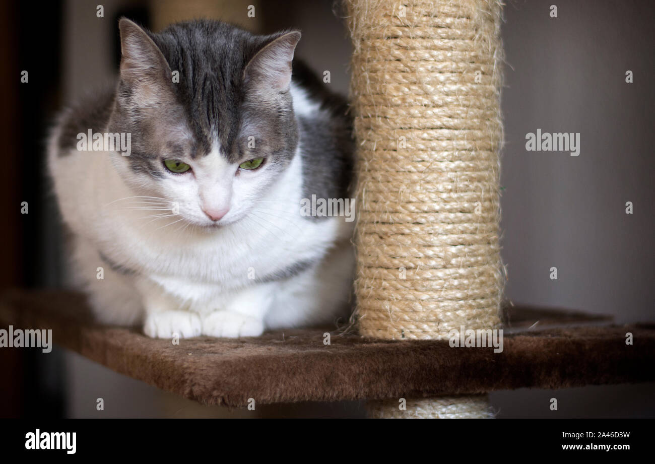 Eine Süße weiße und graue Katze auf dem kratzbaum Posing Stockfoto