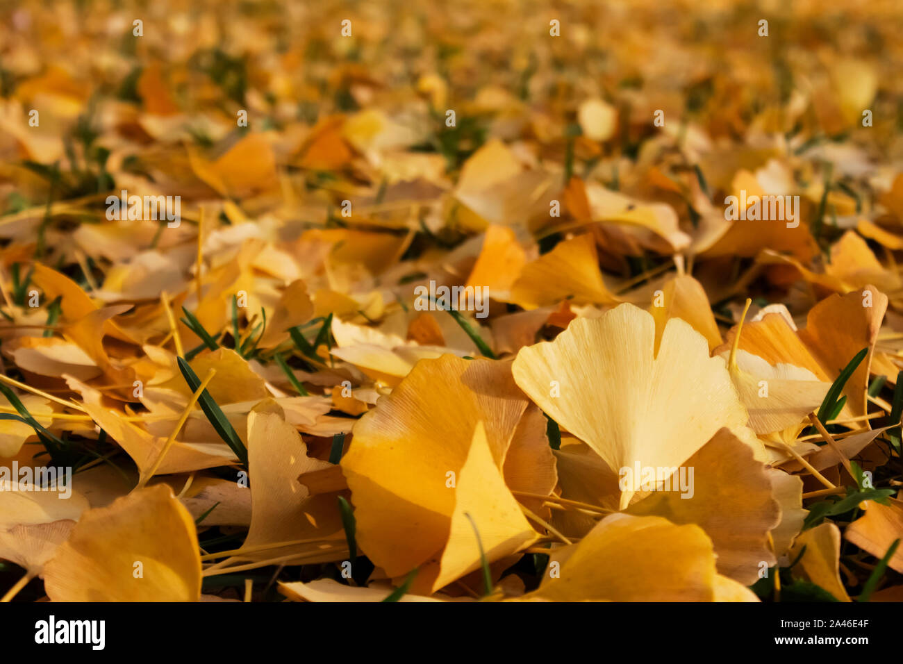 Trocken, goldenen Ginkgo Blätter auf dem Boden im Herbst Abend | Braun Stockfoto