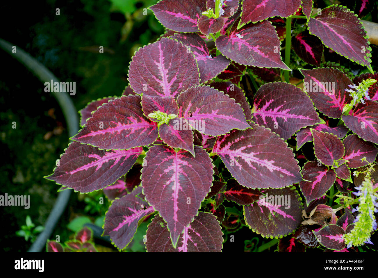 Nahaufnahme von Coleus (Plectranthus scutellarioides) Pflanze Blätter wachsen in mawlynnong Dorf Shillong, Meghalaya, Indien Stockfoto