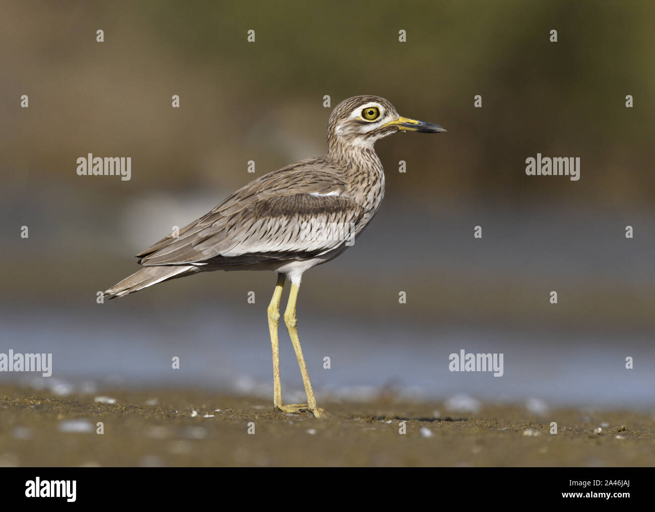 Senegal Thick-knee-Burhinus senegalensis Stockfoto