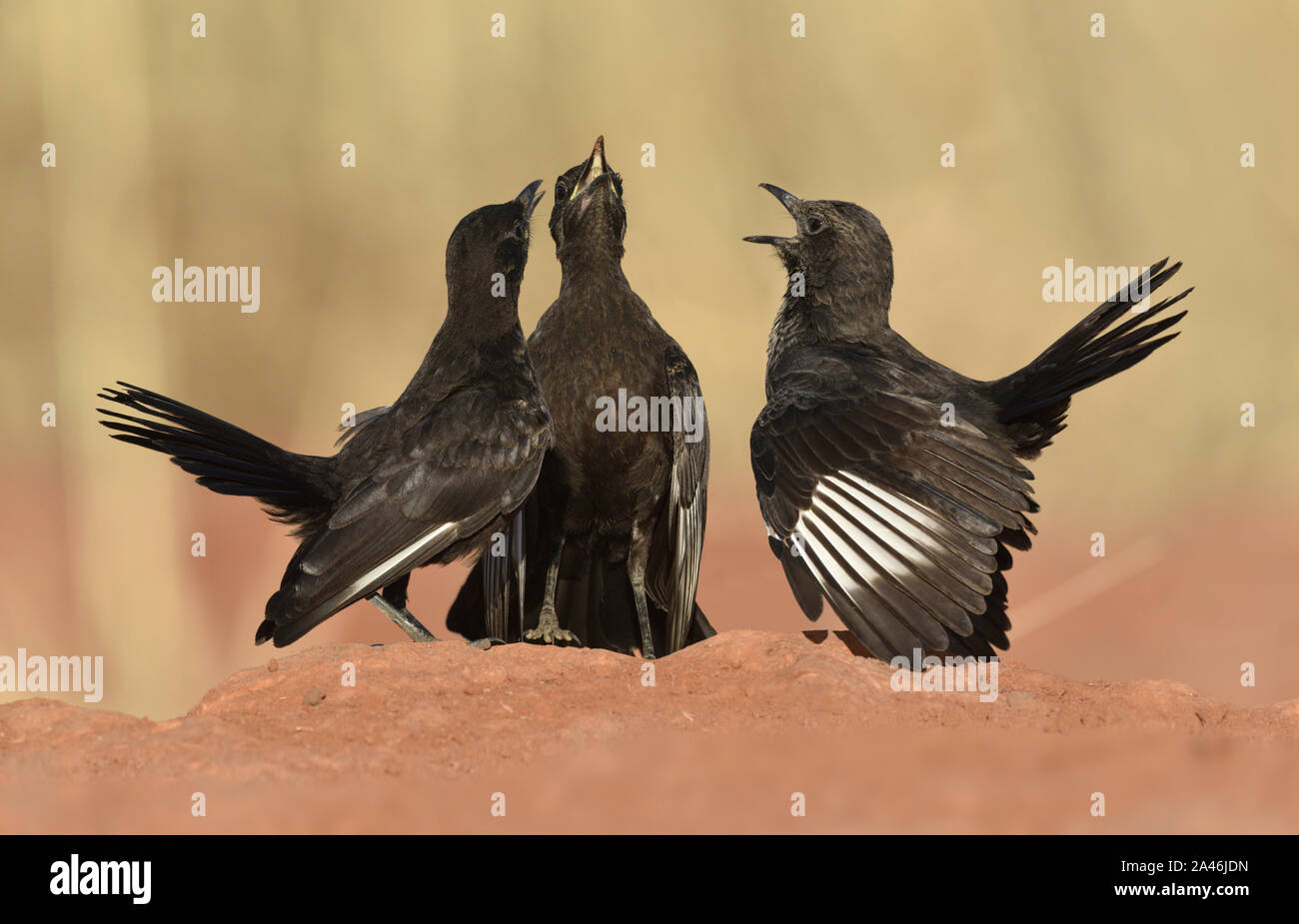 Northern Ameisenbär - Chat - Myrmecocichla aethiops Stockfoto