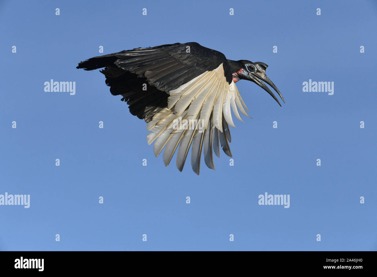 Abessinier Boden - nashornvogel - Bucorvus abyssinicus Stockfoto