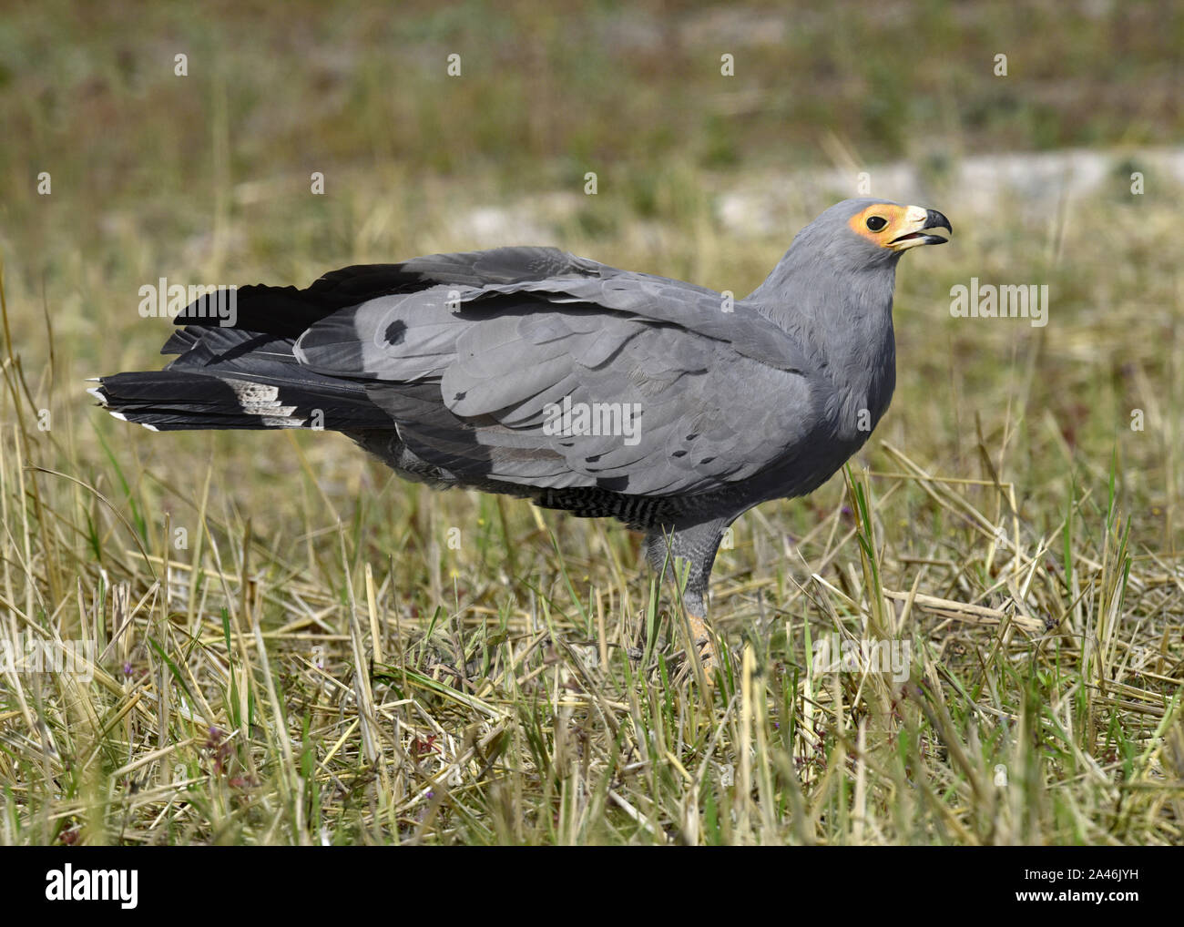 African Harrier - Hawk - Polyboroides Typus Stockfoto