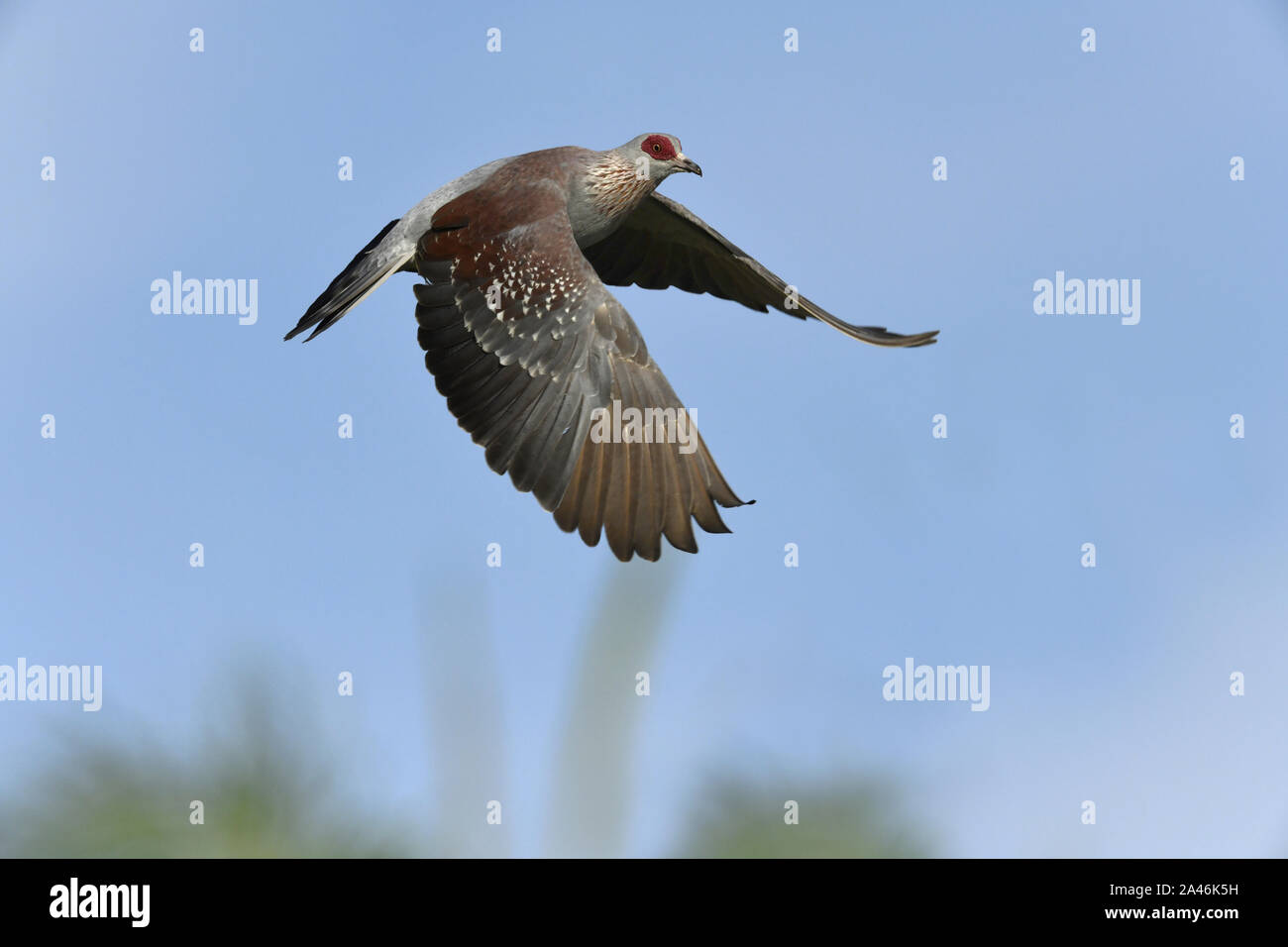 Gefleckte Taube - Columba Guinea Stockfoto