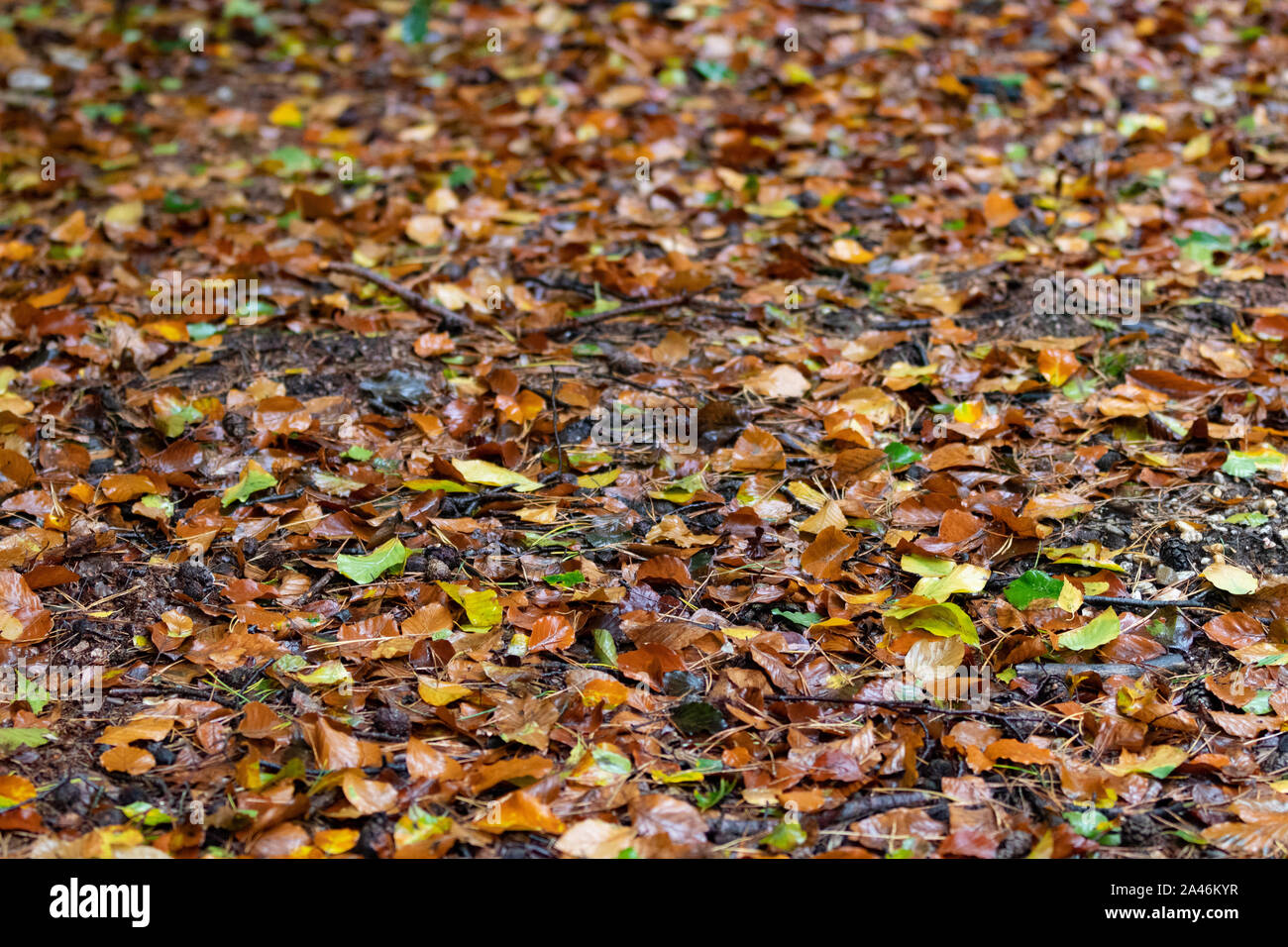 Herbst bunte Blätter auf Waldboden Stockfoto